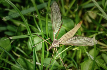 zierliches Insect auf dem Rasen