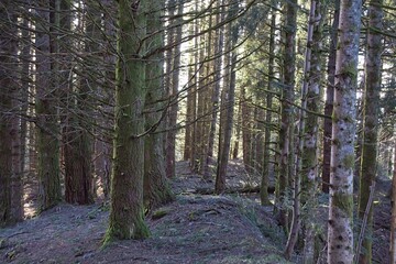 tree in the forest in france