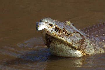 Nilkrokodil / Nile crocodile / Crocodylus niloticus..