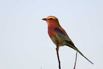 Gabelracke / Lilacbreasted roller / Coracias caudata