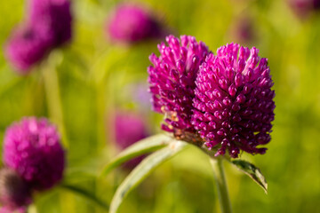 Obraz premium Clover flowers of burgundy colour, close up. Summer meadow, bright sun, beautiful colorful flowers.