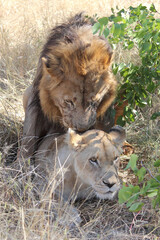 Afrikanischer Löwe / African lion / Panthera leo..