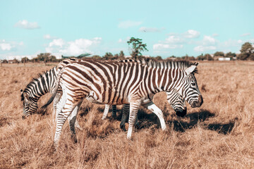 Fototapeta na wymiar Beautiful zebras walking through the National park while eating. Wild horse in the reserve