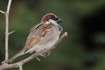 Hausspatz / House sparrow / Passer domesticus