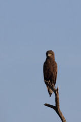 Einfarb-Schlangenadler / Brown snake eagle / Circaetus cinereus