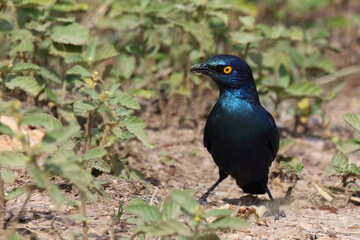 Rotschulter-Glanzstar/ Cape glossy starling or Red-shouldered starling / Lamprotornis nitens