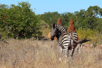 Steppenzebra / Burchell's zebra / Equus burchellii