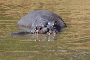 Fototapeta premium Flußpferd / Hippopotamus / Hippopotamus amphibius.
