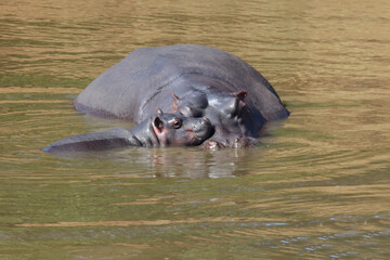 Flußpferd / Hippopotamus / Hippopotamus amphibius.