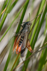 Woodland grasshopper (Omocestus rufipes)