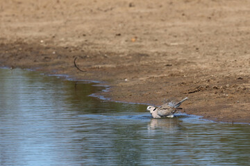 Kapturteltaube / Cape turtle dove / Streptopelia capicola