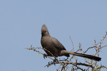 Graulärmvogel / Grey lourie or Grey go-away-bird / Corythaixoides concolor