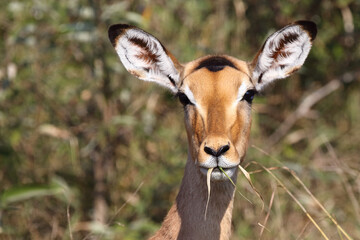 Schwarzfersenantilope / Impala / Aepyceros melampus