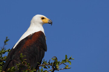 Afrikanischer Schreiseeadler / African fish-eagle / Haliaeetus vocifer.