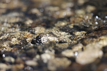 Stream water