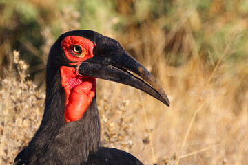 Kaffernhornrabe / Southern ground hornbill / Bucorvus leadbeateri