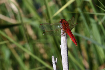 Libelle / Dragon-Fly / Anisoptera