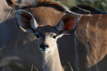 Großer Kudu / Greater Kudu / Tragelaphus strepsiceros..