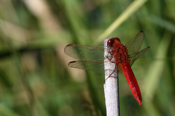 Libelle / Dragon-Fly / Anisoptera