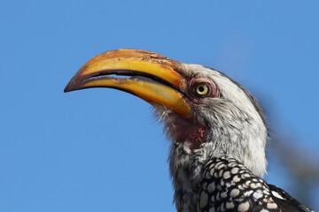Südlicher Gelbschnabeltoko / Southern yellow-billed hornbill / Tockus leucomelas