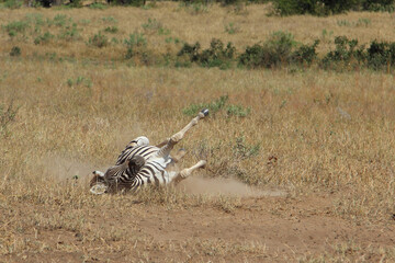 Steppenzebra / Burchell's zebra / Equus burchellii