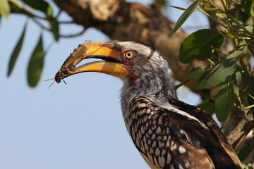 Südlicher Gelbschnabeltoko / Southern yellow-billed hornbill / Tockus leucomelas