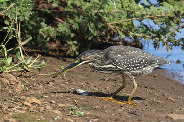 Mangrovenreiher / Green-backed heron / Butorides striatus..