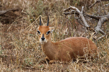 Afrikanischer Steinbock / Steenbok / Raphicerus campestris