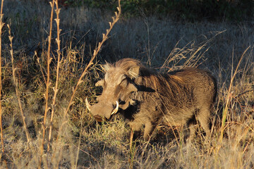 Warzenschwein / Warthog / Phacochoerus africanus