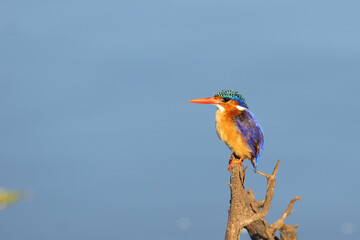 Malachit-Eisvogel / Malachite kingfisher / Alcedo cristata