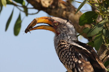 Südlicher Gelbschnabeltoko / Southern yellow-billed hornbill / Tockus leucomelas