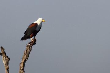 Afrikanischer Schreiseeadler / African fish-eagle / Haliaeetus vocifer.