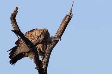 Weißrückengeier / White-backed vulture / Gyps africanus