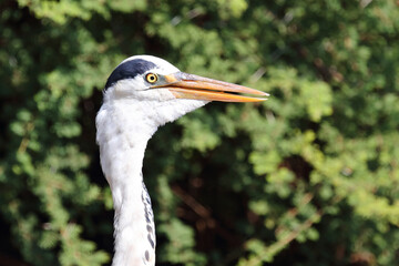 Afrikanischer Graureiher / Grey heron / Ardea cinerea
