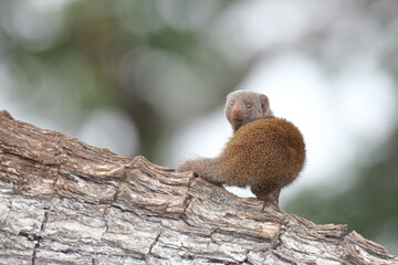 Südliche Zwergmanguste / Dwarf mongoose / Helogale parvula