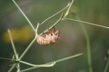 Mue de cigale en gros plan