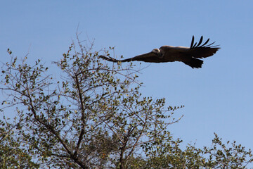 Weißrückengeier / White-backed vulture / Gyps africanus.
