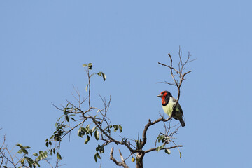 Halsband-Bartvogel / Black-collared barbet / Lybius torquatus