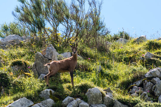 Un hermoso animal, el rebeco en la monta&ntilde;a