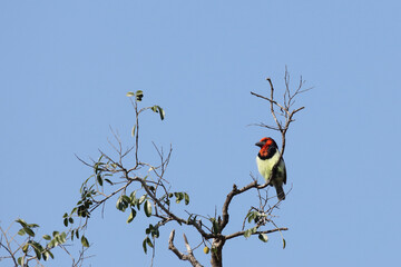 Halsband-Bartvogel / Black-collared barbet / Lybius torquatus