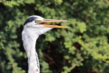 Afrikanischer Graureiher / Grey heron / Ardea cinerea