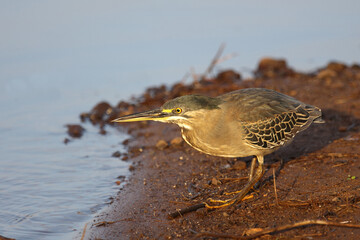 Mangrovenreiher / Green-backed heron / Butorides striatus