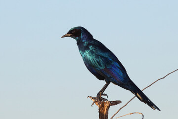 Riesenglanzstar / Burchell's starling / Lamprotornis Australis