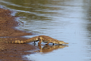 Nilkrokodil / Nile crocodile / Crocodylus niloticus