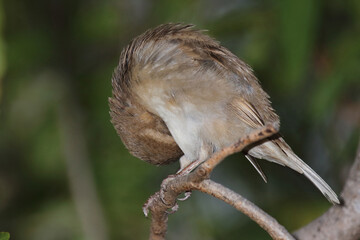 Hausspatz / House sparrow / Passer domesticus