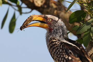 Südlicher Gelbschnabeltoko / Southern yellow-billed hornbill / Tockus leucomelas