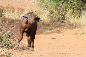 Kaffernbüffel und Rotschnabel-Madenhacker / African buffalo and Red-billed oxpecker / Syncerus...
