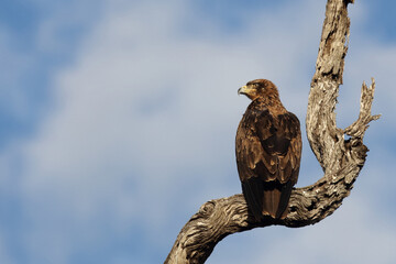 Wahlbergsadler / Wahlberg's  eagle / Aquila wahlbergi