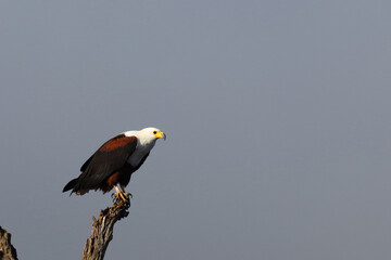 Afrikanischer Schreiseeadler / African fish-eagle / Haliaeetus vocifer.