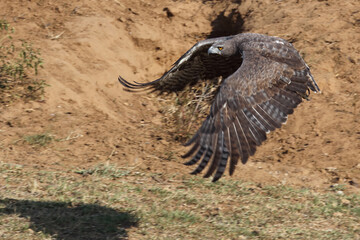 Kampfadler / Martial eagle / Polemaetus bellicosus.